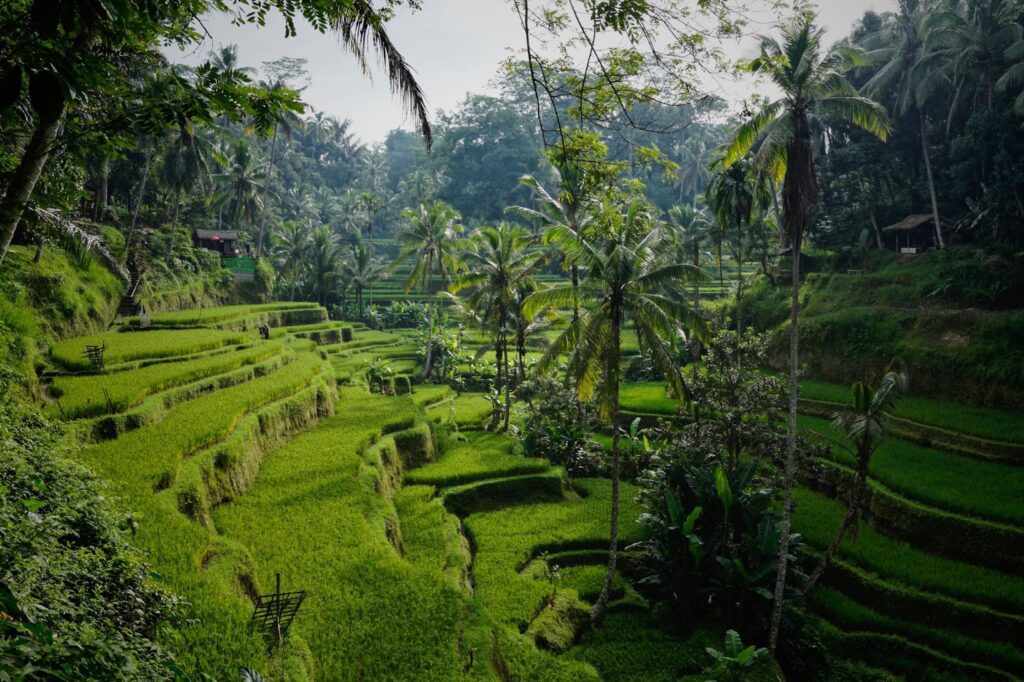 unnamed Things to Do in Bali