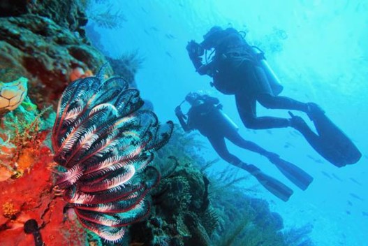 Picture3 25 Best dive spots Bali