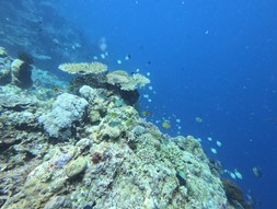 Picture6 24 Best dive spots Bali