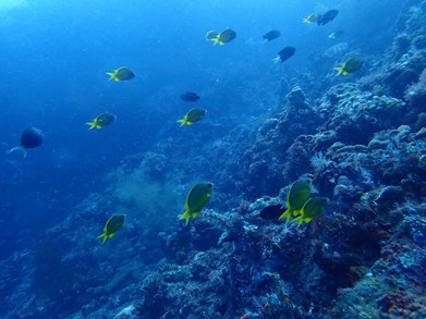 Picture7 24 Best dive spots Bali