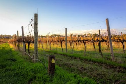 Picture13 5 Best wineries by region in Australia [ Ultimate guide 2024 ]