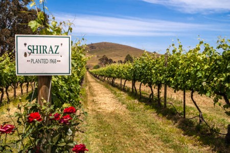 Picture2 5 Best wineries by region in Australia [ Ultimate guide 2024 ]