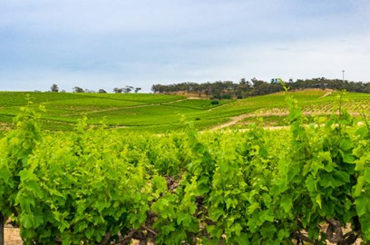 Picture6 5 Best wineries by region in Australia [ Ultimate guide 2024 ]