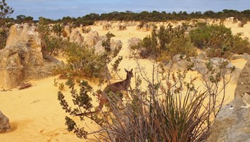 Picture7 Beautiful Beaches in Western Australia