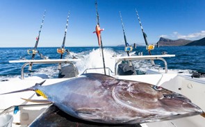 Picture3 6 Cabo Fishing Charters