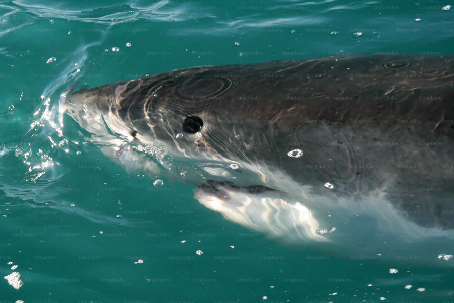 image 183 Cabo Fishing Charters