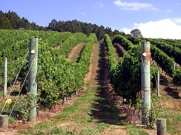 Picture11 Wineries in Blue Mountains