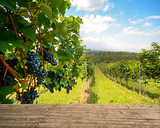 Picture6 Wineries in Blue Mountains