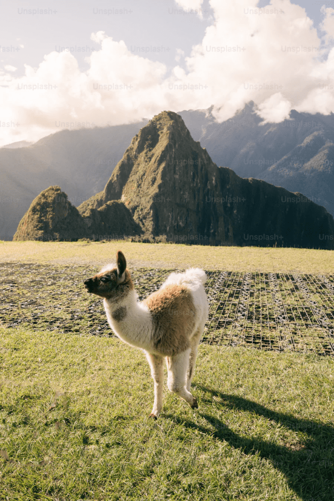 image 23 Winter in Peru