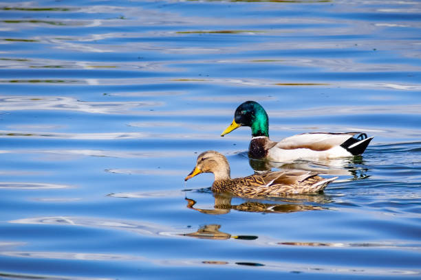 A pair of Mallard ducks swimming in a pond in south San Francisco bay area, California