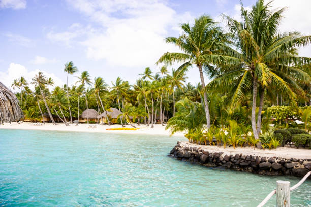 Beachfront bungalows in a palm grove on Bora Bora, Tahiti