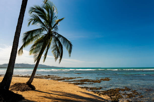 View of the beach with palm trees in Puerto Viejo de Talamanca, Costa Rica; Concept for travel in Costa Rica