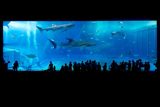 aquarium 725798 640 2 Best Aquariums in USA