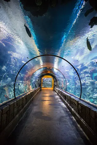 List of 10 Best Aquariums in USA [ Family Favourite 2024]