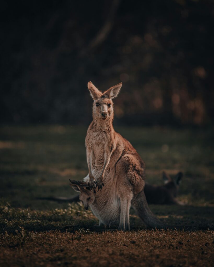 manny moreno tIq 0P63U5c unsplash Caravan Parks in Tamworth