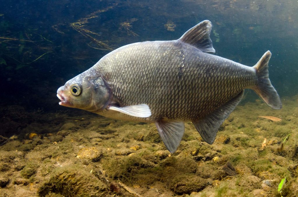 Common Bream 4mb 1024x678 1