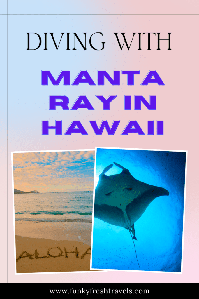 Diving with manta ray in Hawai