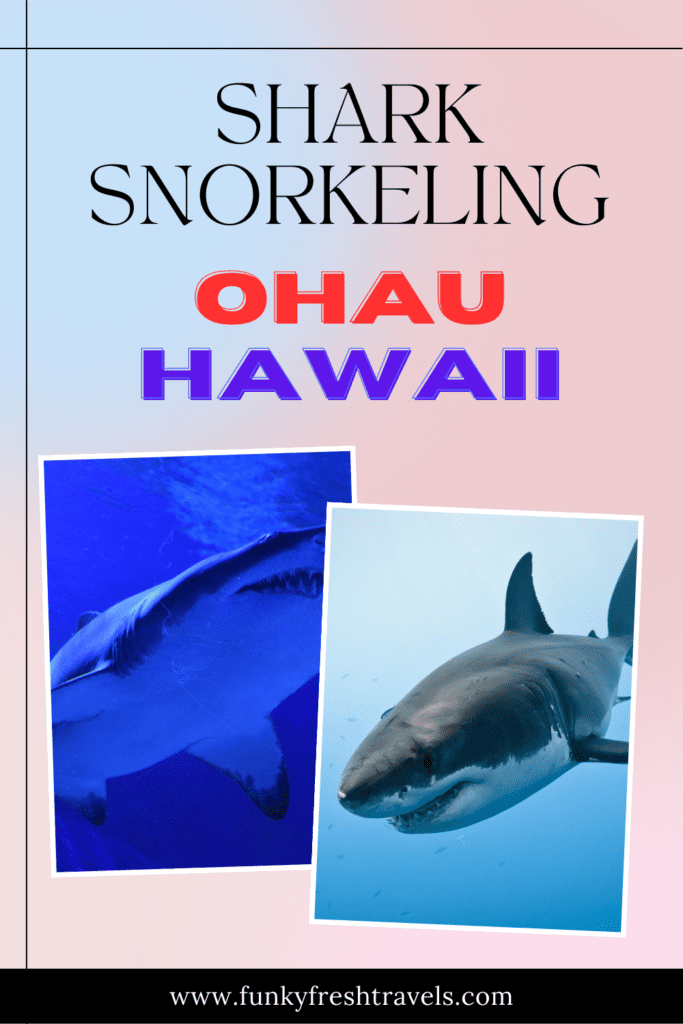 Shark Snorkeling Ohau Hawaii