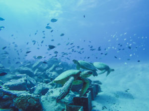 Snorkeling at Electric Beach 6 300x225 1