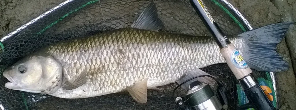 chub1 1