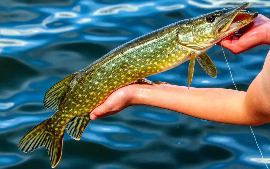 northern pike castch iNaturalist Jensu