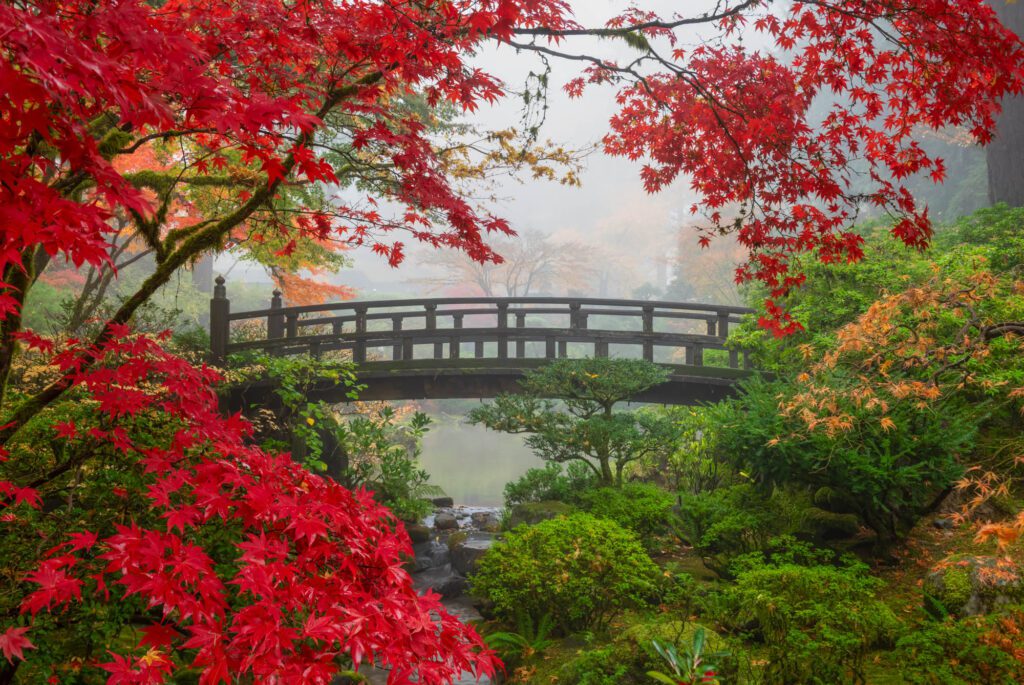 portland japanese garden bridge red maple 1