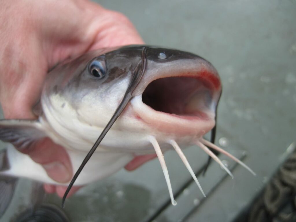 white catfish 1024x768 1