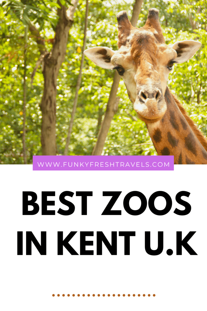 Best Zoos in Kent U.K