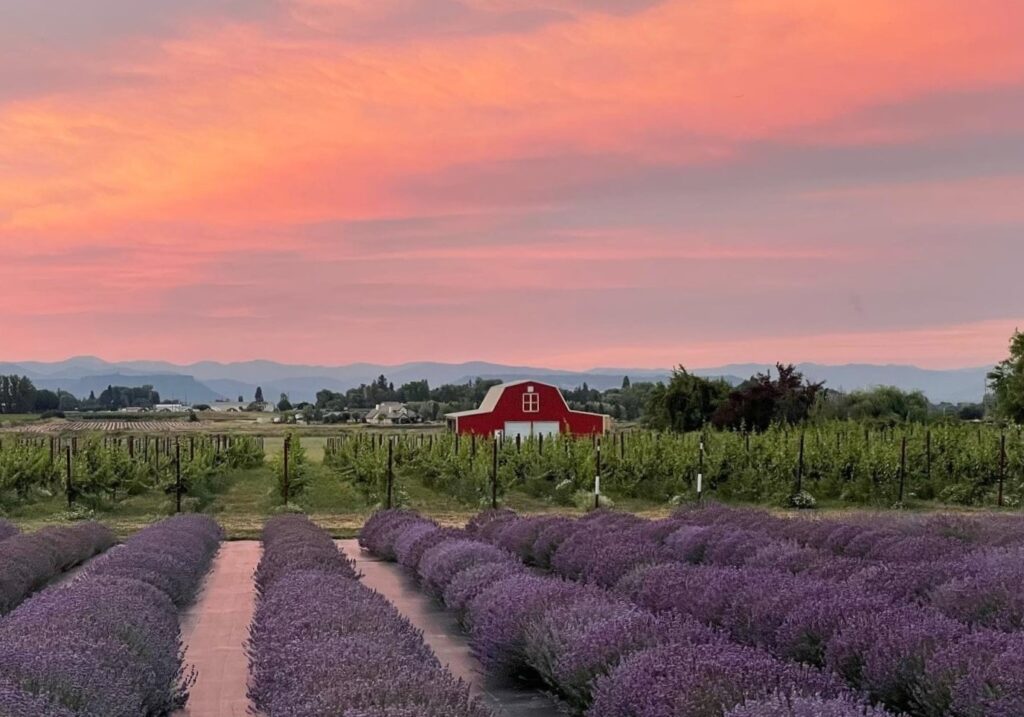 DM Lavender and Vineyard at Sunset 1 e1650479348702