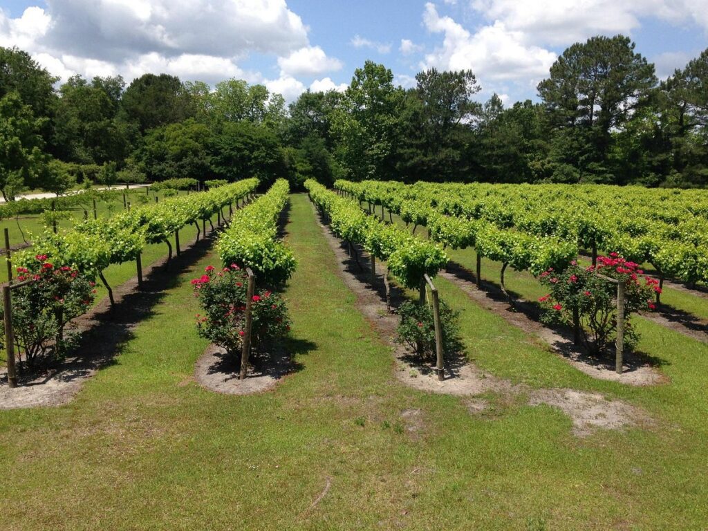 la belle amie vineyard