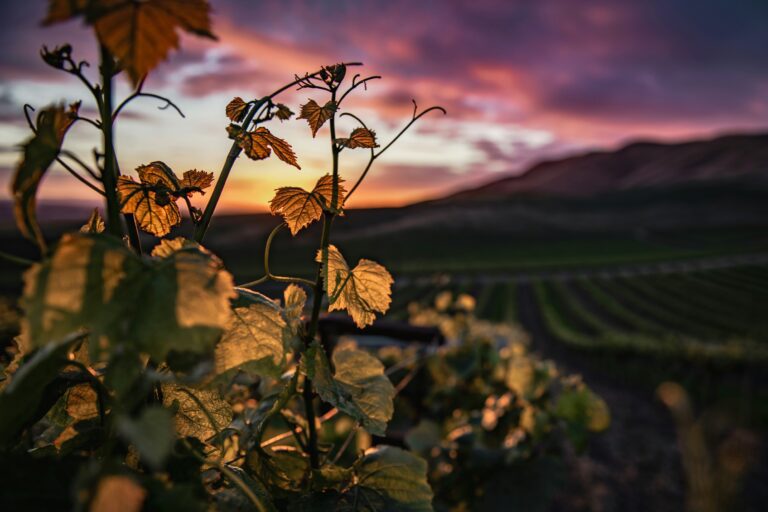 10 best wineries near Solvang CA ( Award 2024 )