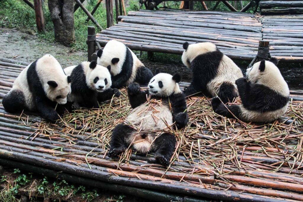 Chengdu Panda Tour at the Giant Panda Breeding Base China