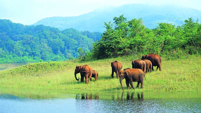 1544171705 thekkady