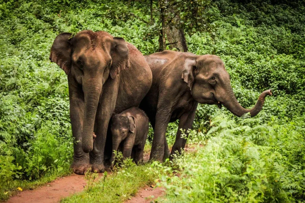 India Wildlife Indian Elephant