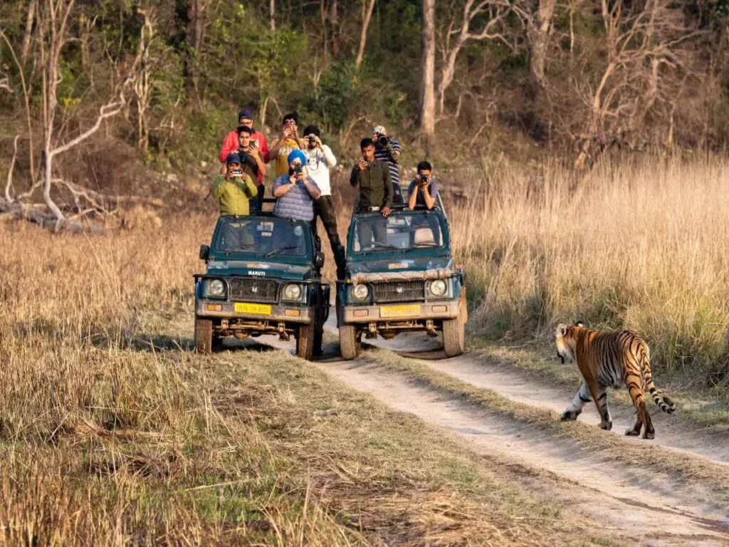 MConverter.eu jungle safari in jim corbett national park 1200x900 1