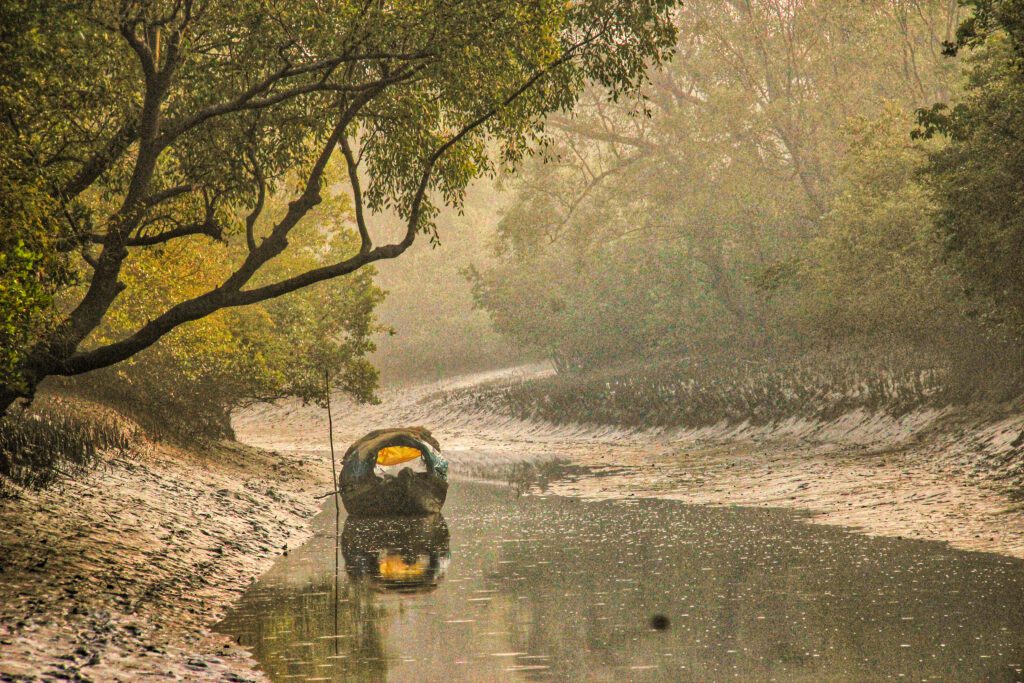 Save the sundarbans 20