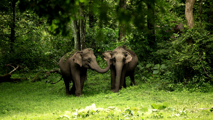 wayanad wildlife sanctuary20131031122909 283 1
