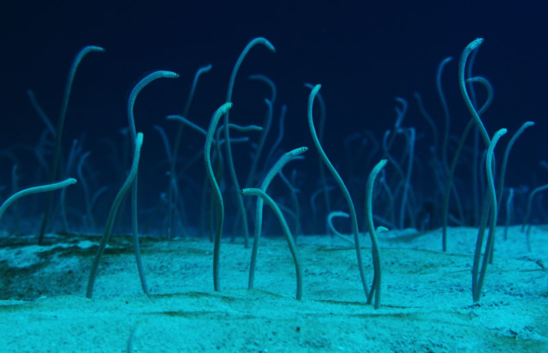 image 644 diving spots