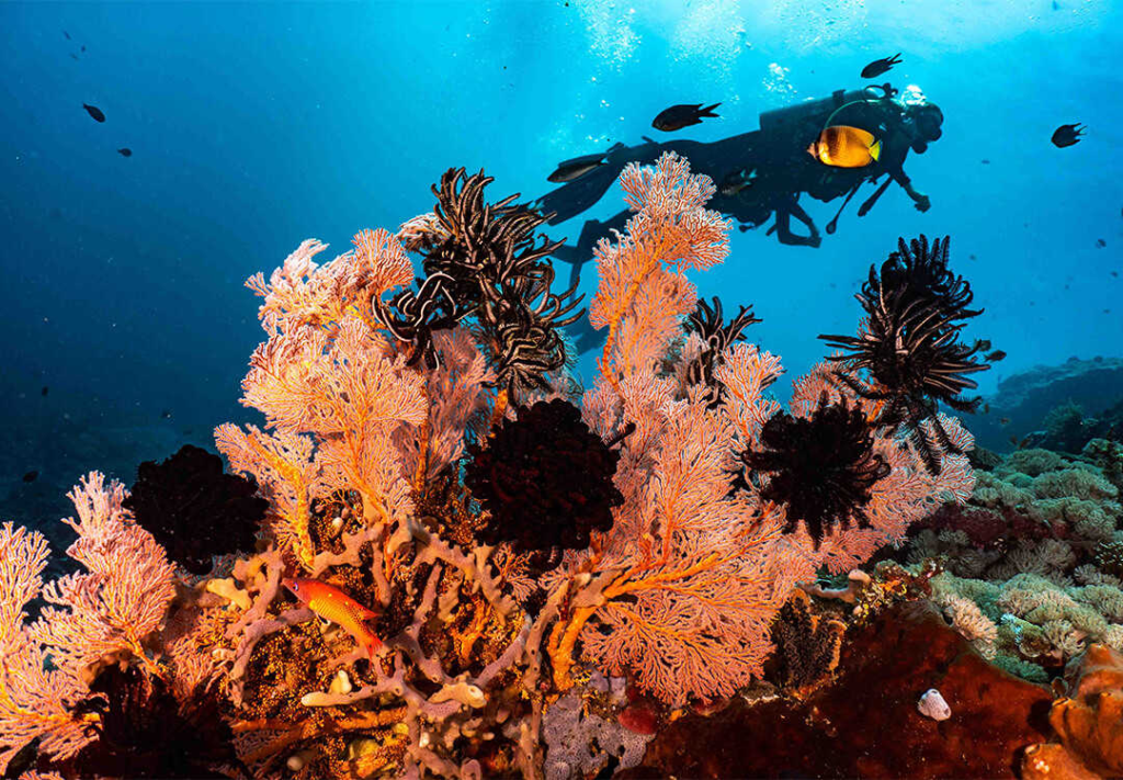image 647 diving spots