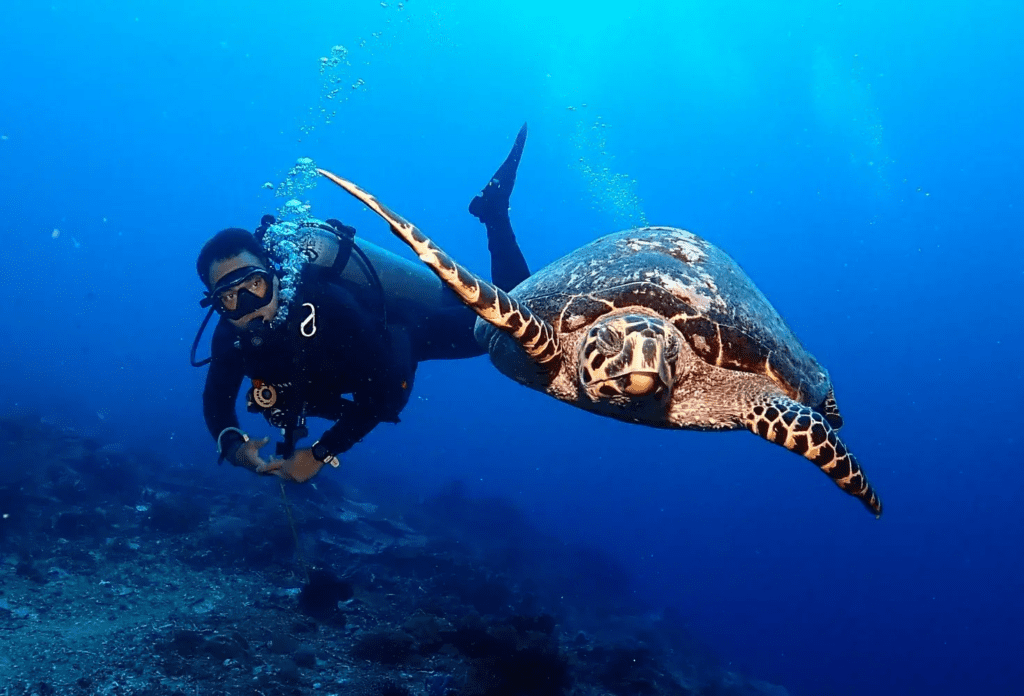 image 650 diving spots