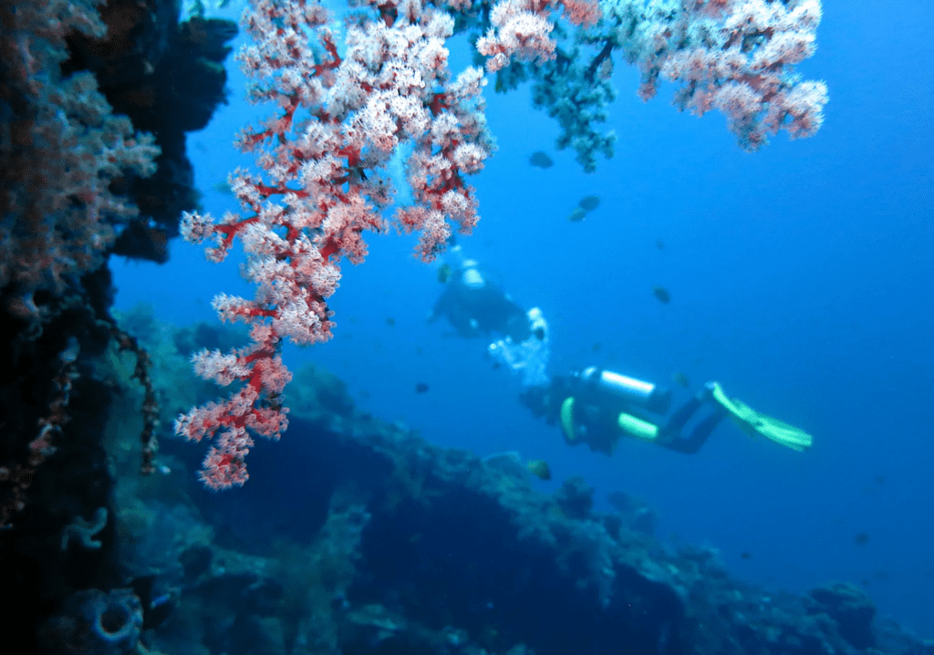 image 651 diving spots