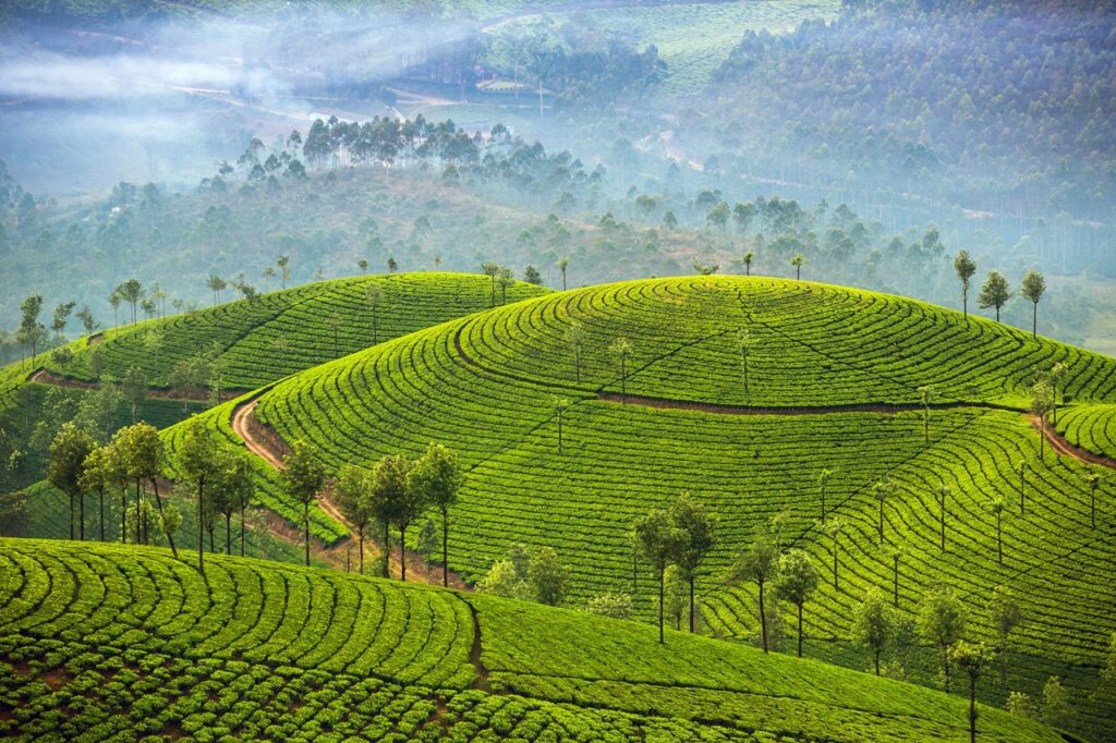shutterstock 524524162 yoga retreats in India