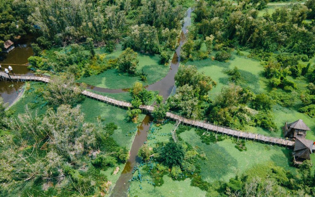The Tra Su cajuput forest from above 1