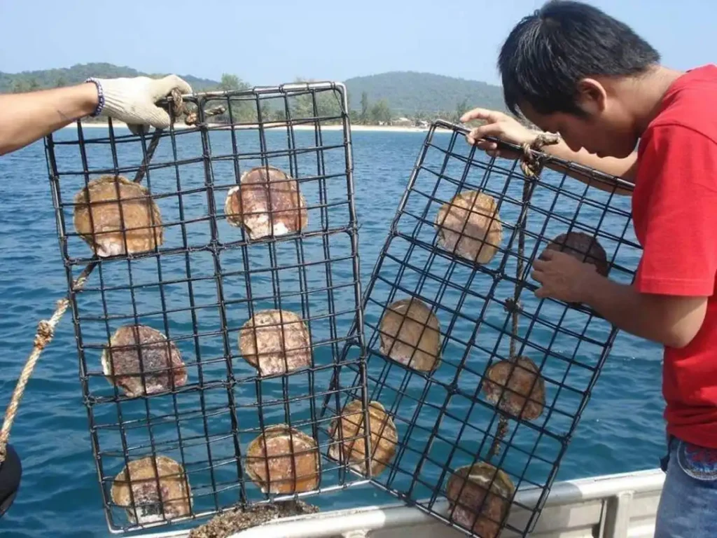 tham quan so nuoi cay va che tac ngoc trai phu quoc 05 1611634156