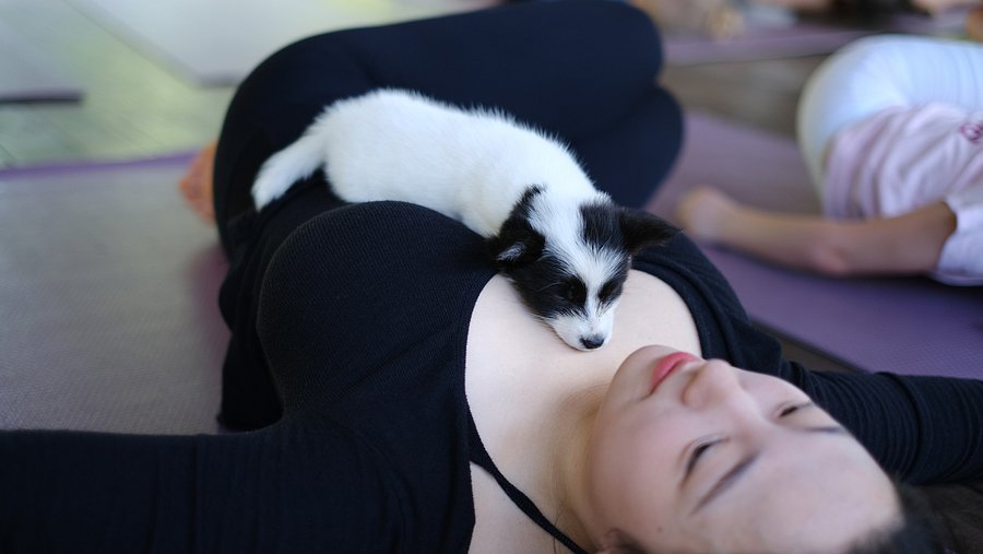 puppy sleeps during yoga